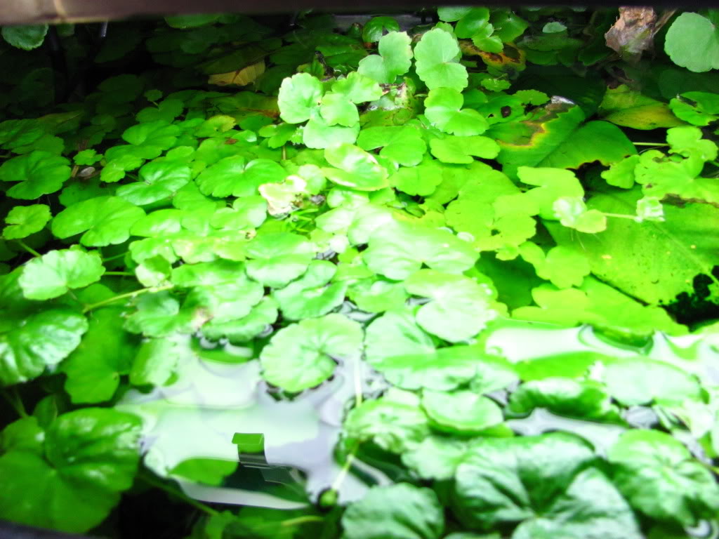 راهنمای نگهداری و پرورش گیاهان آکواریومی - قدح مریم برزیلی